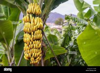 banana-tree-with-a-bunch-of-growing-ripe-yellow-bananas-at-plantation-G1YJEE.jpg