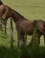 IMG_5015.jpeg