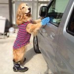 dogclean.jpg