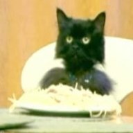 SpaghettiCat